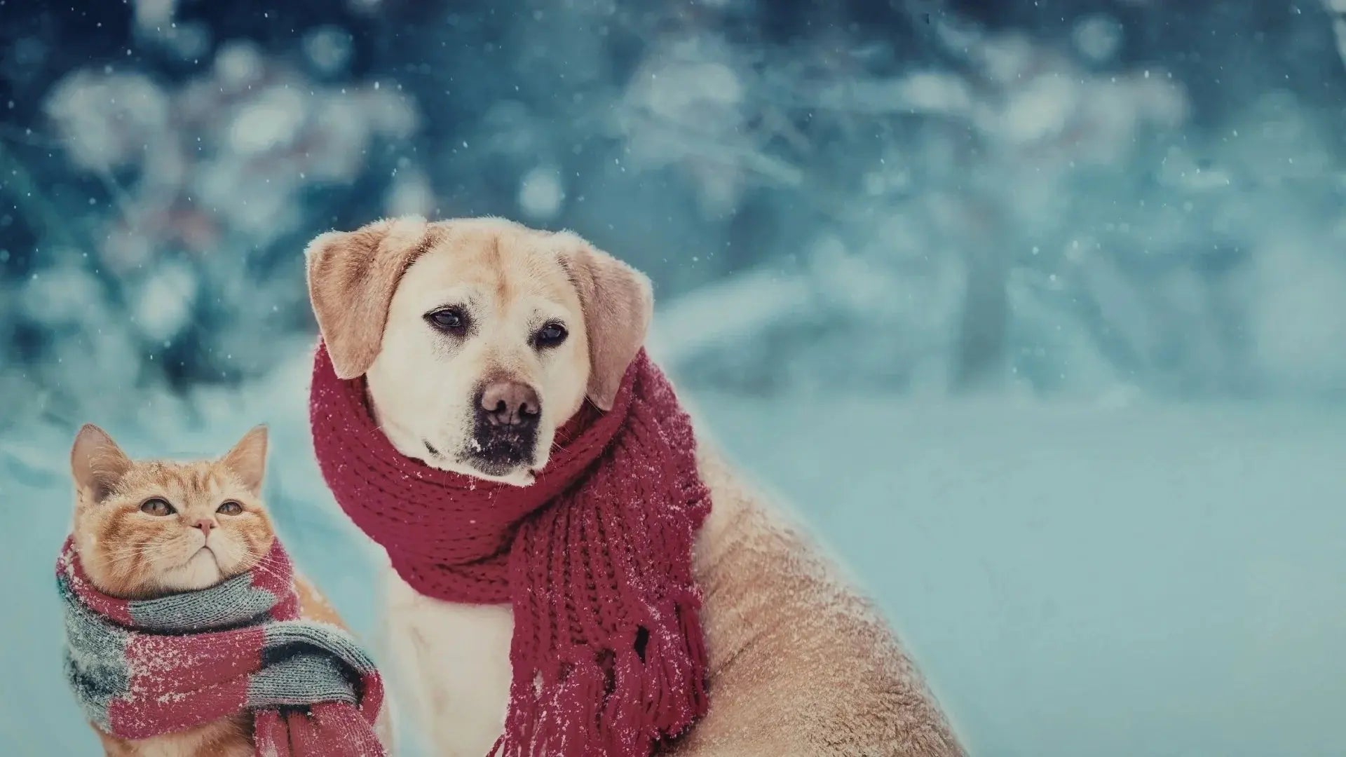 Cane e gatto all’aperto sulla neve con sciarpa durante una giornata fredda