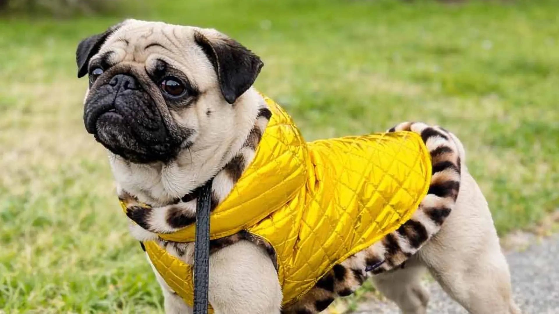 Cane con cappotto impermeabile oro durante una passeggiata all’aperto