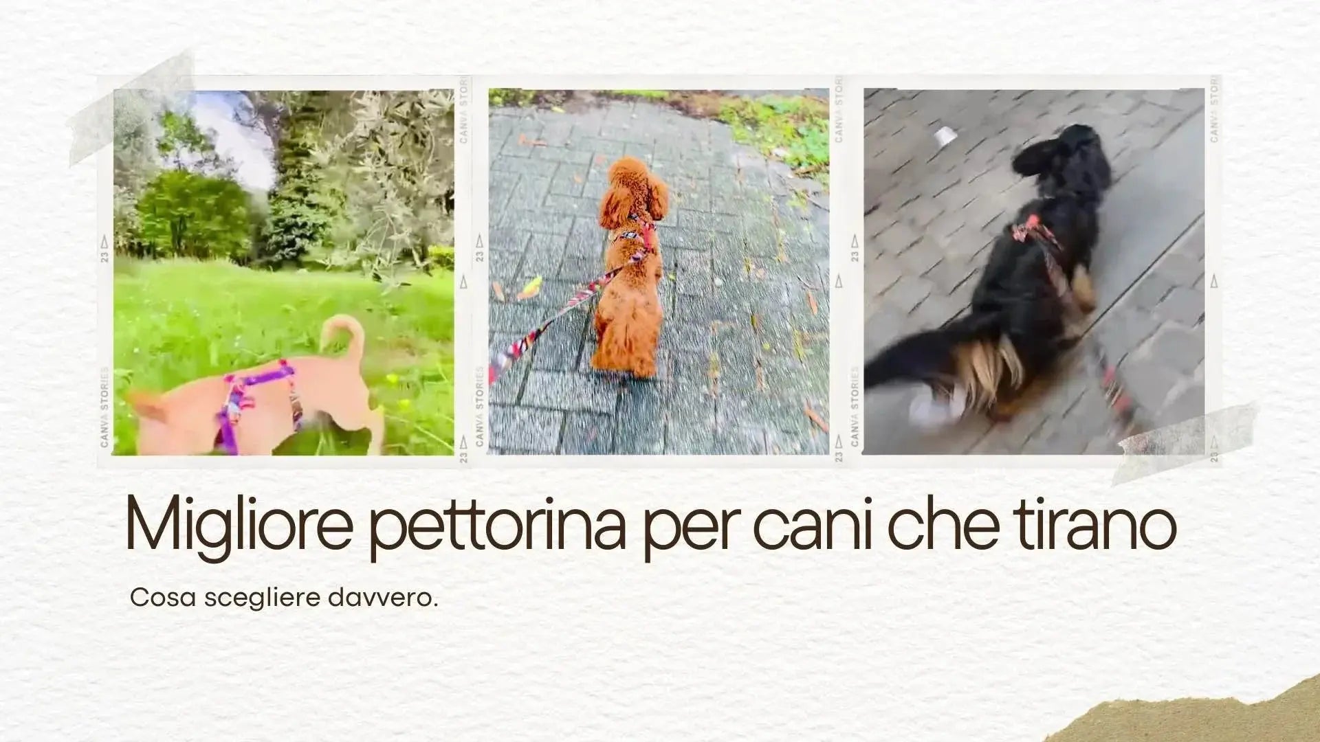 Migliore pettorina per cani che tirano: cosa scegliere davvero DixyStore