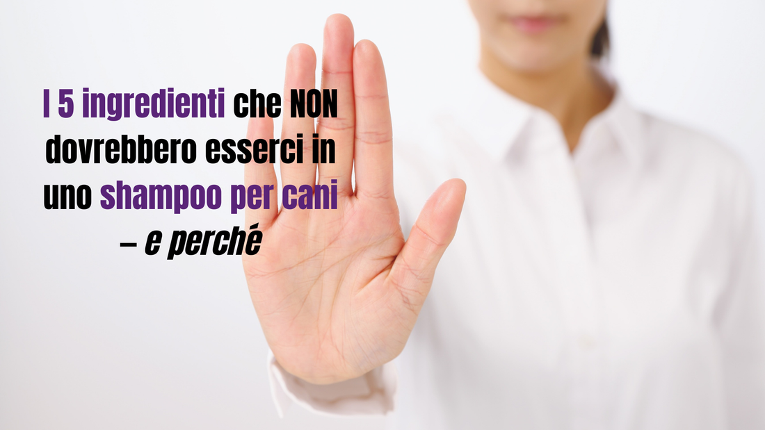 I 5 ingredienti che non dovrebbero esserci in uno shampoo per cani — e perché DixyStore