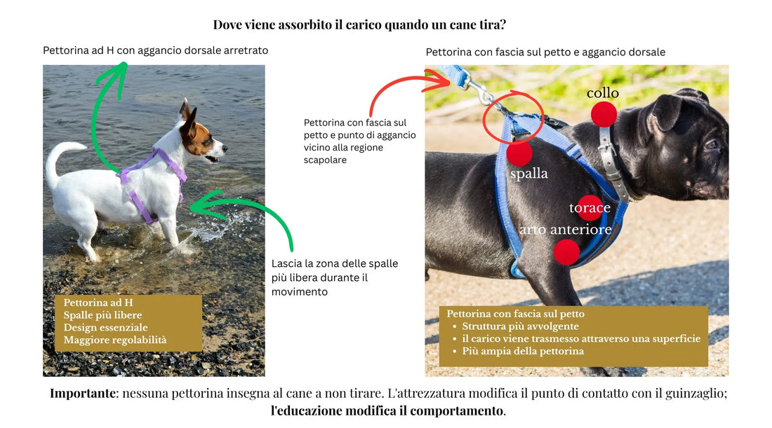 Confronto tra pettorina ad H e pettorina con fascia sul petto per cani. Illustrazione delle differenze nel punto di aggancio del guinzaglio, nella libertà di movimento delle spalle e nelle aree del corpo coinvolte quando il cane tira.
