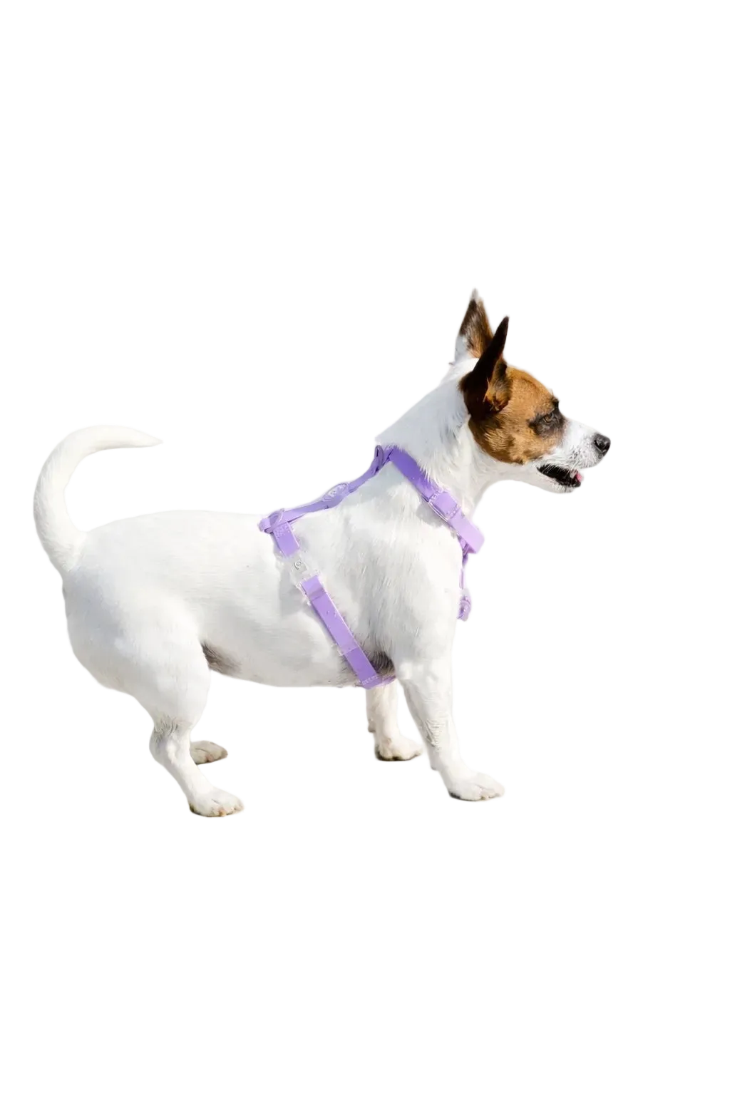 Set Pettorina ad H e Guinzaglio in Biothane® per Cane | DIXY'S DixyStore