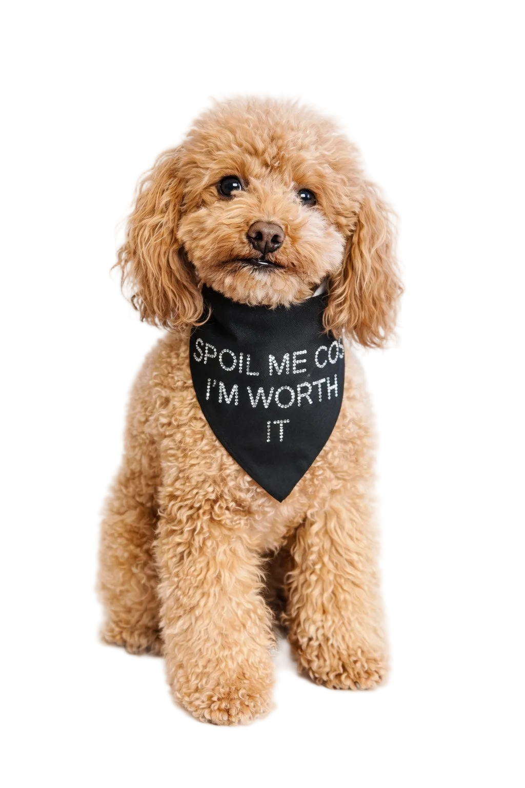 Bandane per Cane “Spoil Me Cos I’m Worth It” con Strass  | Dventotto® DixyStore