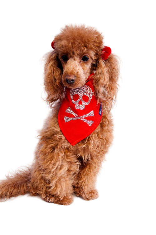 Bandana Art. JOLLY ROGER con Strass - Rosso | Dventotto® DixyStore