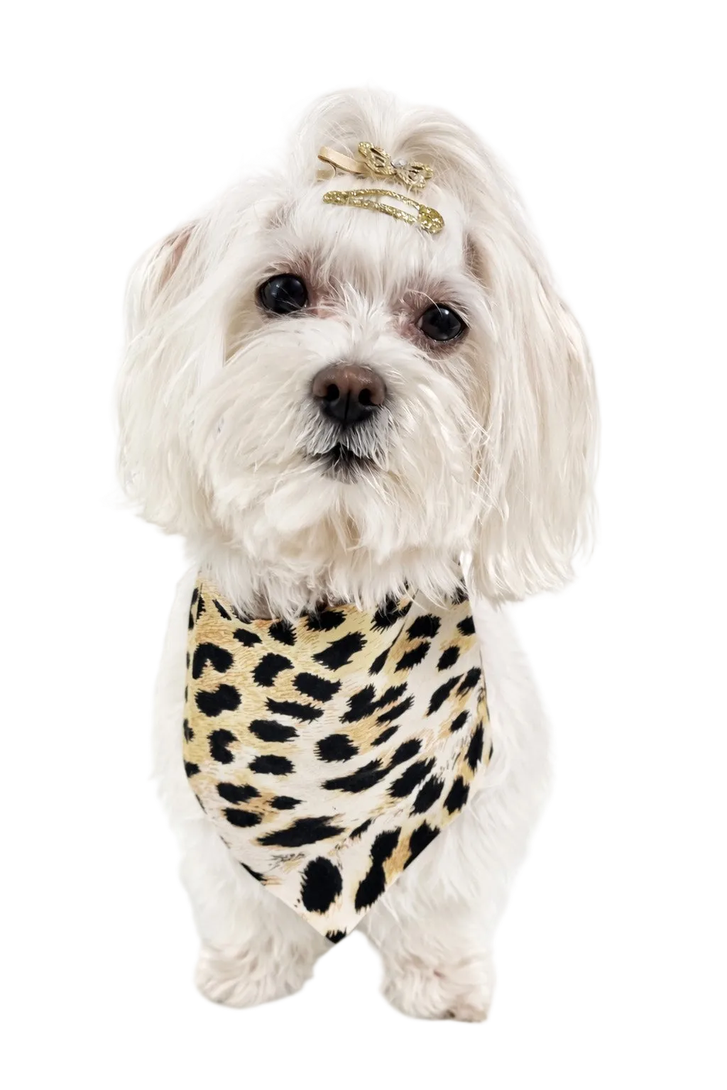 Bandana Reversibile per Cane Leopard e Camouflage | DIXY'S DixyStore