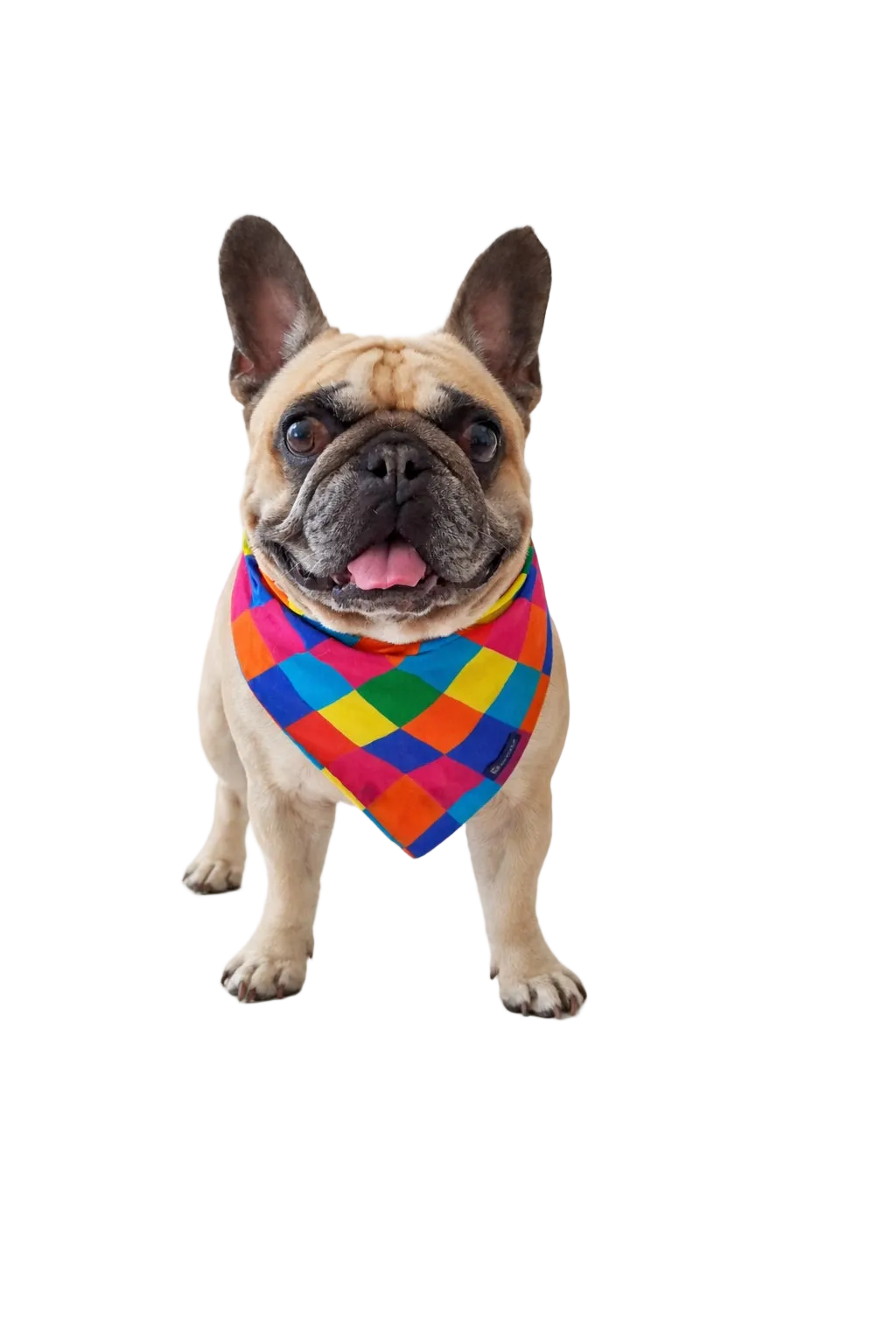 Bandana Reversibile per Cane Harlequin e Candy | Dventotto® DixyStore