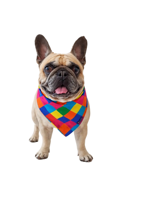 Bandana Reversibile per Cane Harlequin e Candy | Dventotto® DixyStore