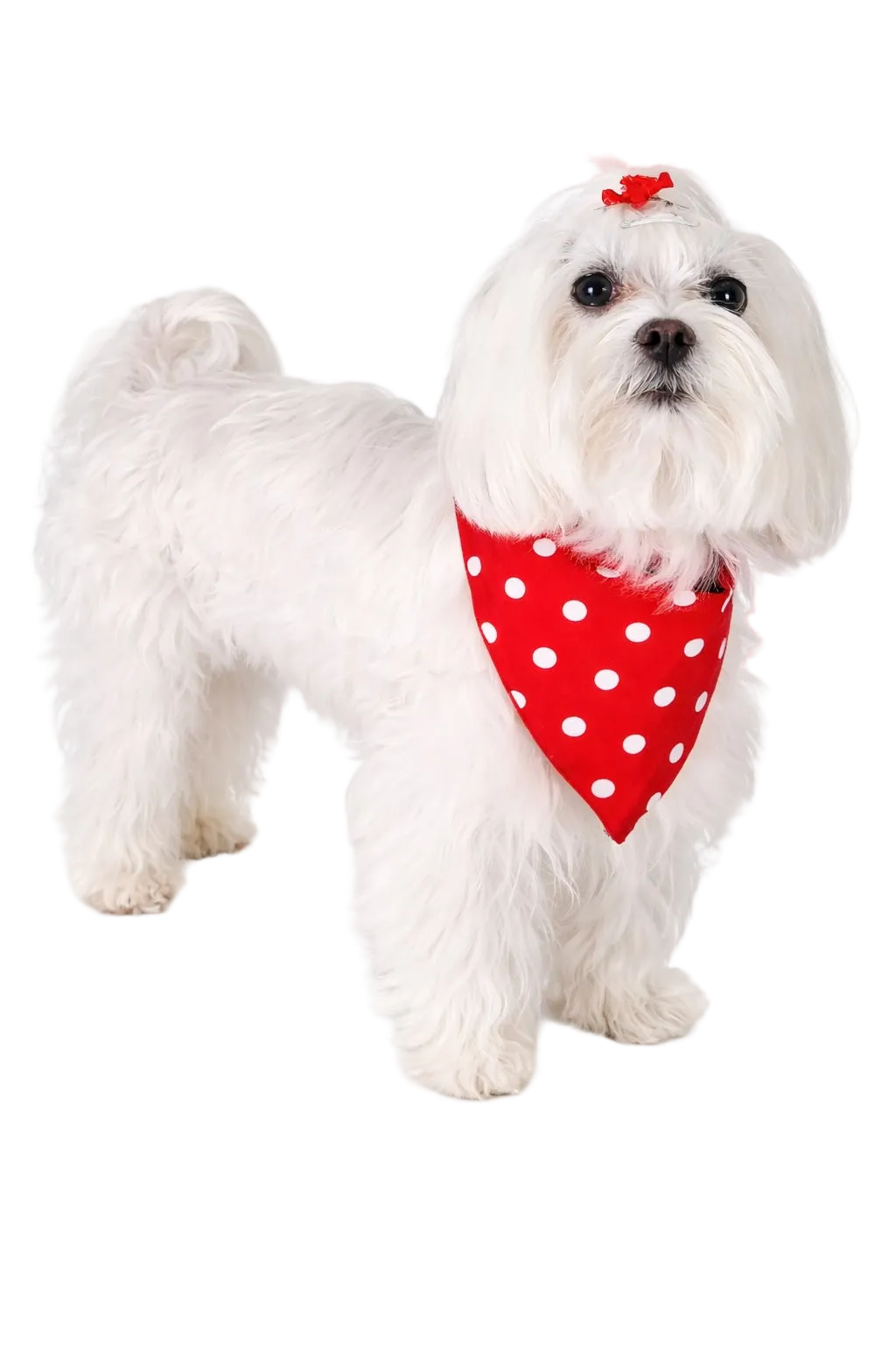Bandana Reversibile per Cane Fiori e Pois Made in Italy | Dventotto® DixyStore