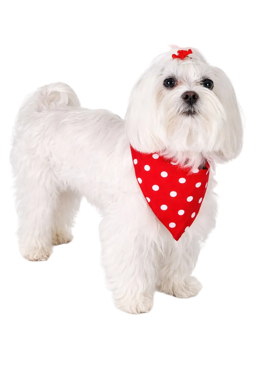 Bandana Reversibile per Cane Fiori e Pois Made in Italy | Dventotto® DixyStore