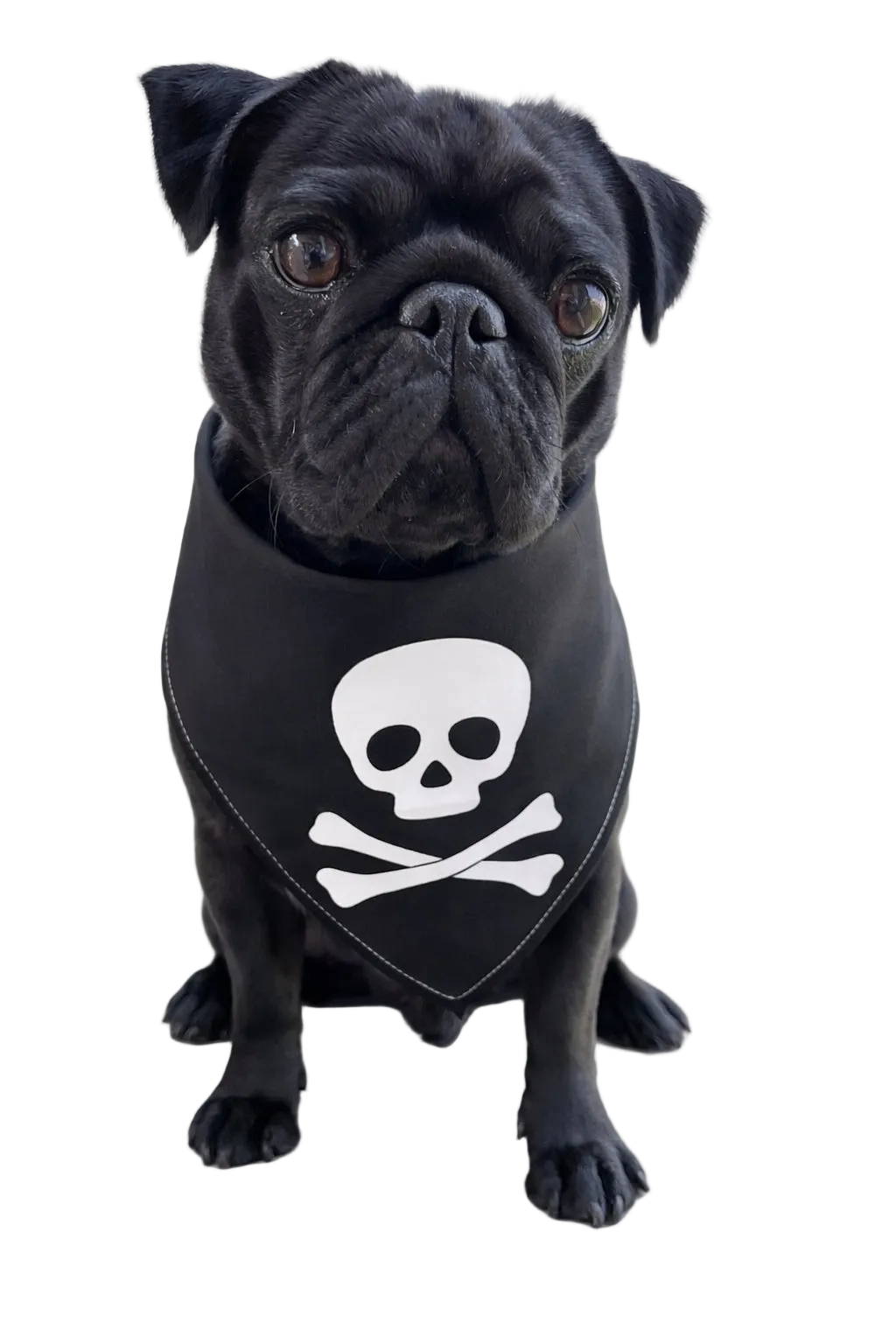 Bandana per Cane Jolly Roger con Bordo Satinato Made in Italy | Dventotto® DixyStore