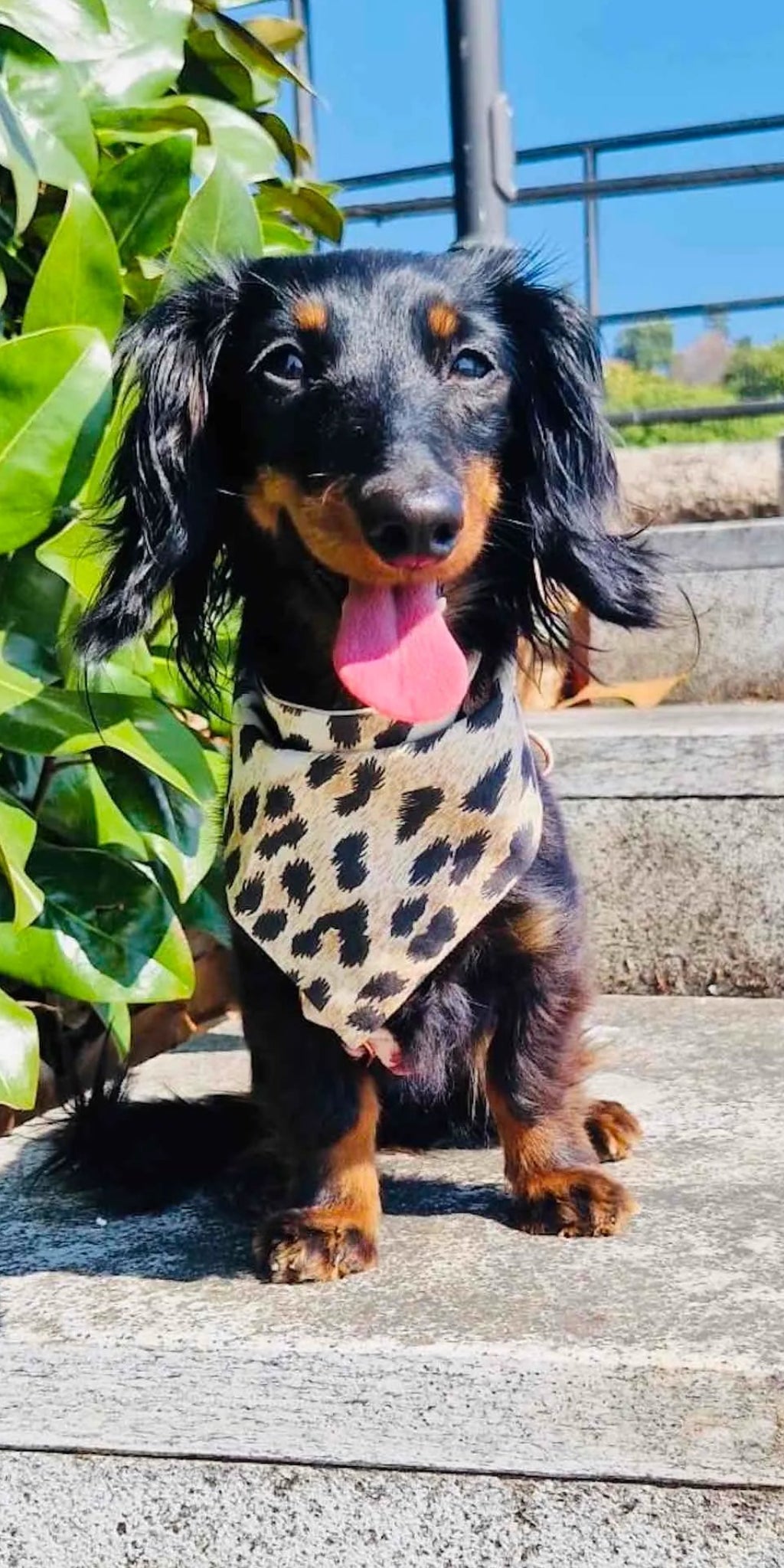 Bandana Reversibile per Cane Leopard e Camouflage | DIXY'S DixyStore