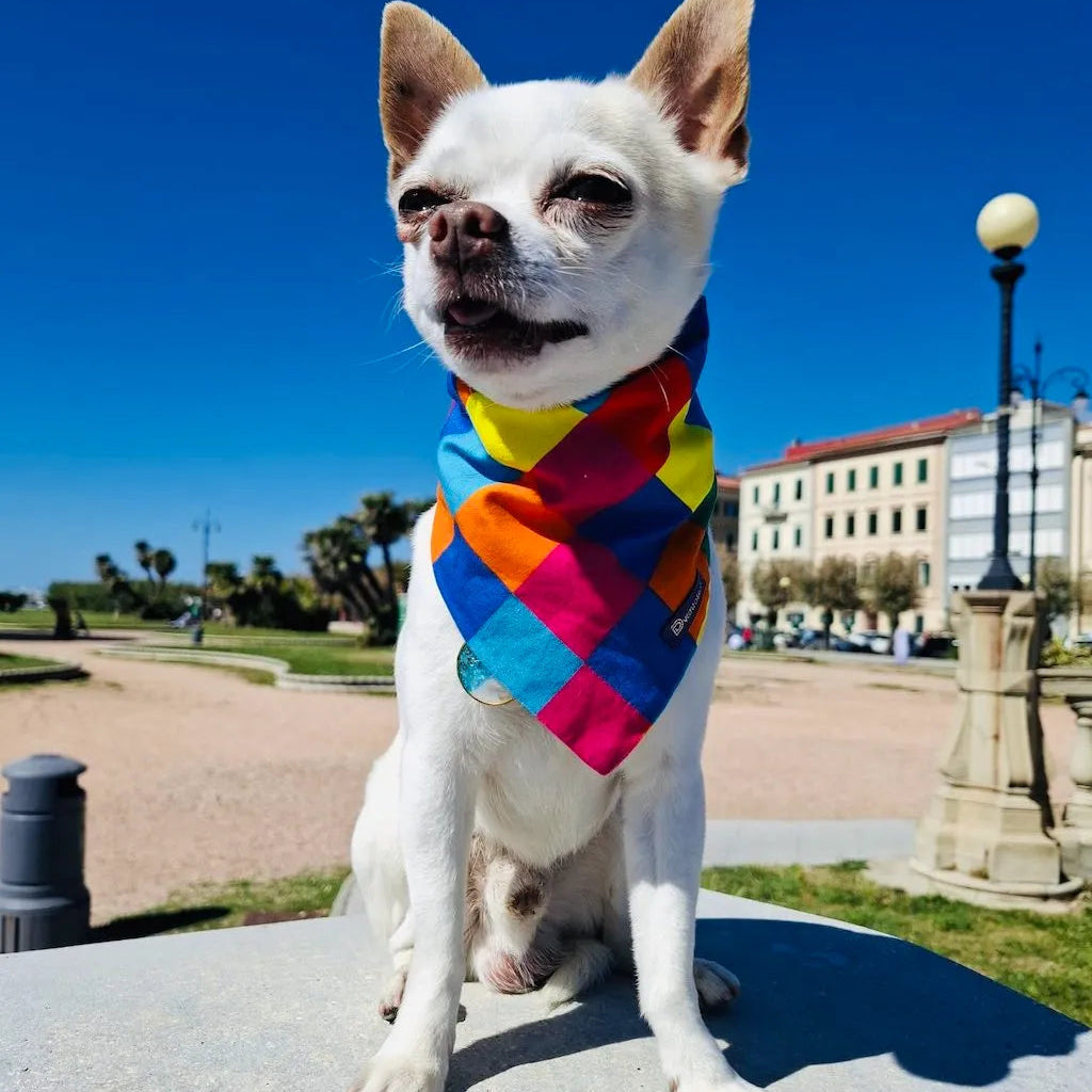 Bandana Reversibile per Cane Harlequin e Candy | Dventotto® DixyStore