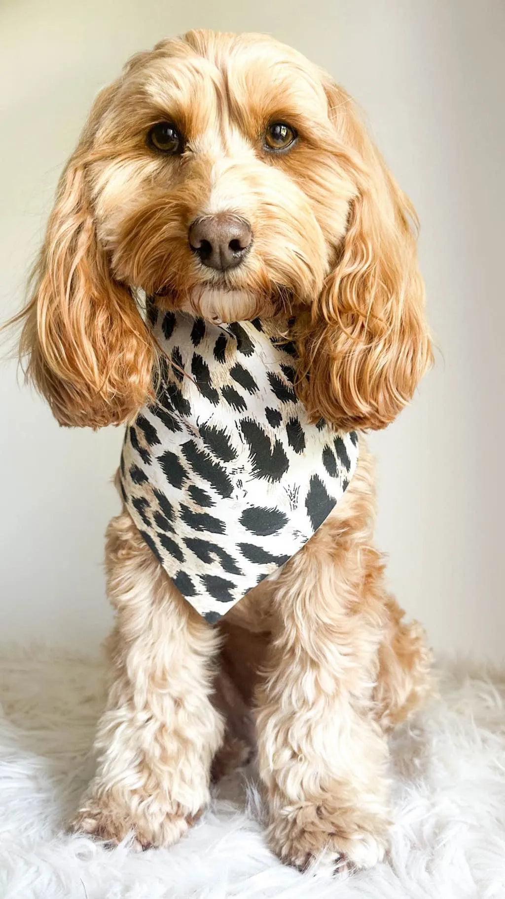 Bandana Reversibile per Cane Leopard e Camouflage | DIXY'S DixyStore