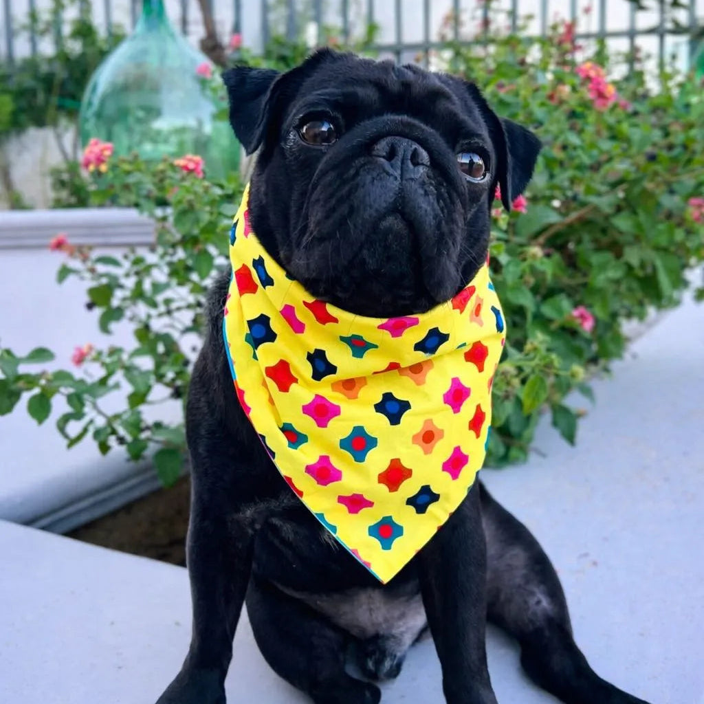 Bandana Reversibile per Cane Harlequin e Candy | Dventotto® DixyStore