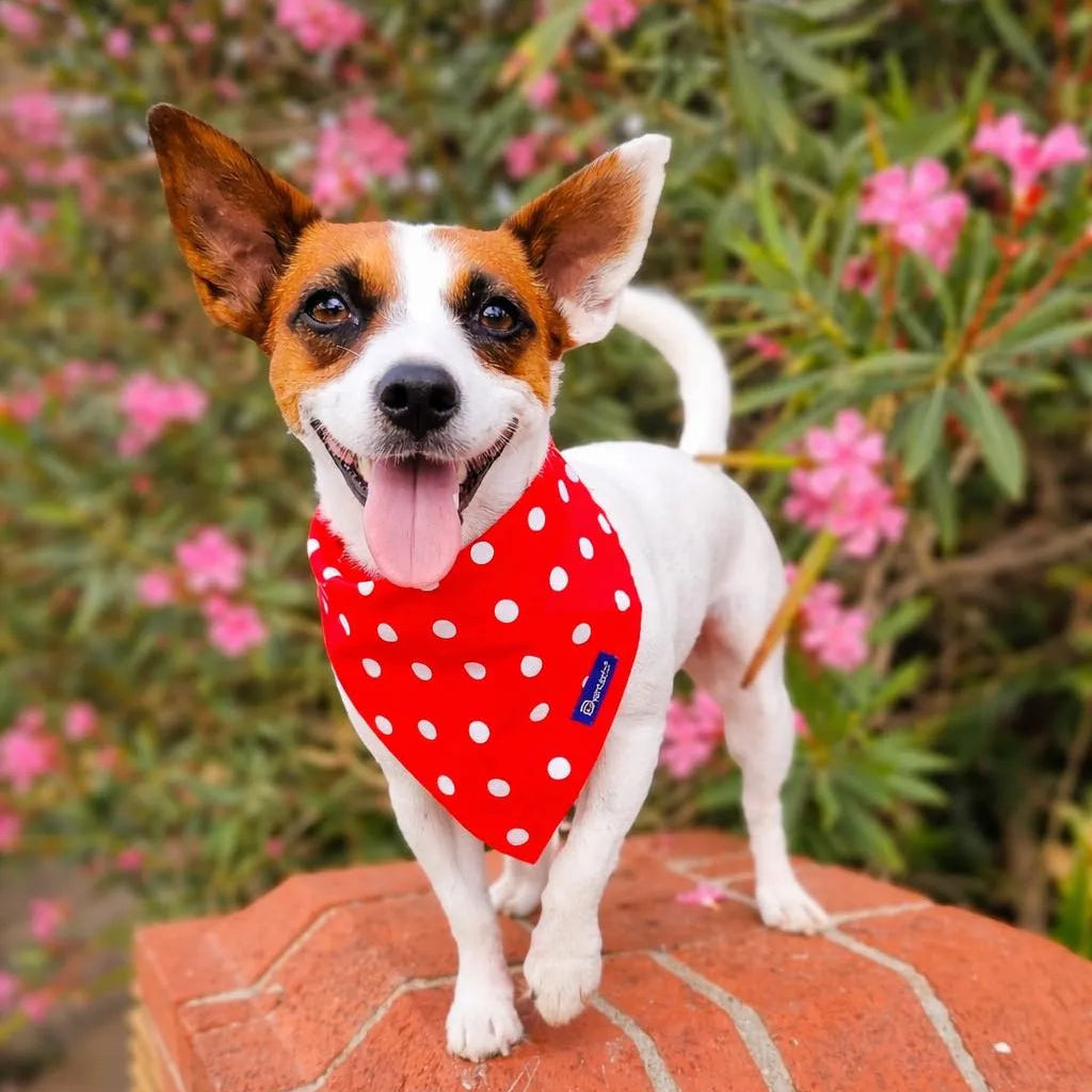 Bandana Reversibile per Cane Fiori e Pois Made in Italy | Dventotto® DixyStore