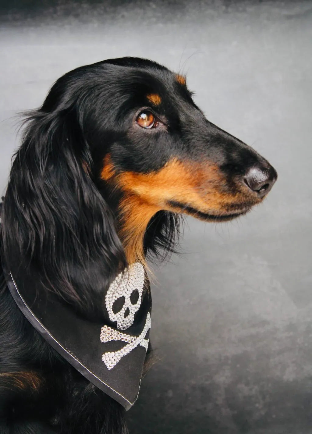 Bandana per Cani Jolly Roger con Strass | Dventotto® DixyStore