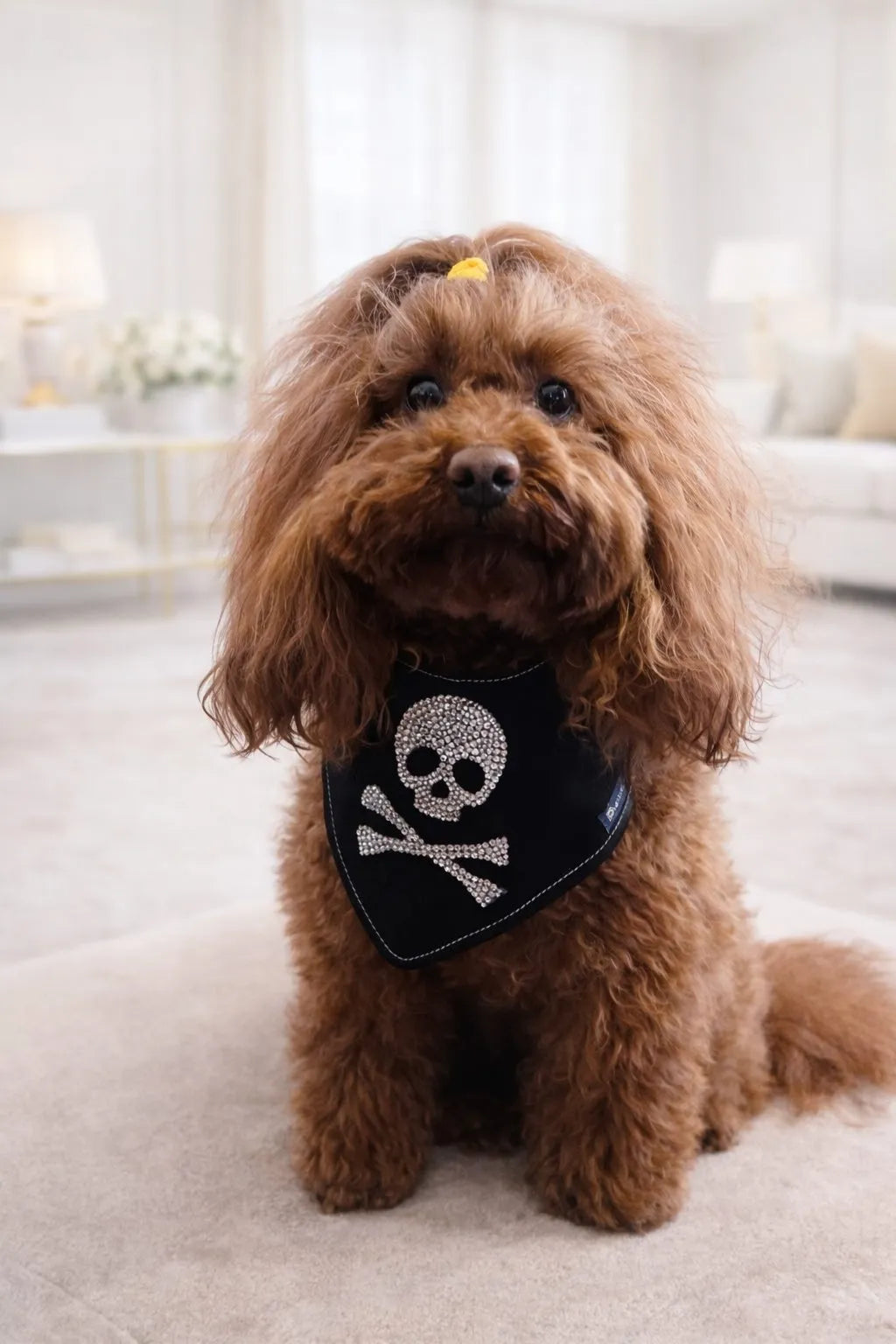 Bandana per Cani Jolly Roger con Strass | Dventotto® DixyStore