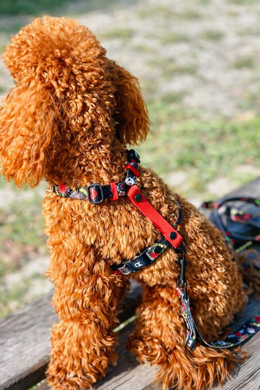 Set Pettorina ad H e Guinzaglio Rascal per Cane | DIXY'S DixyStore