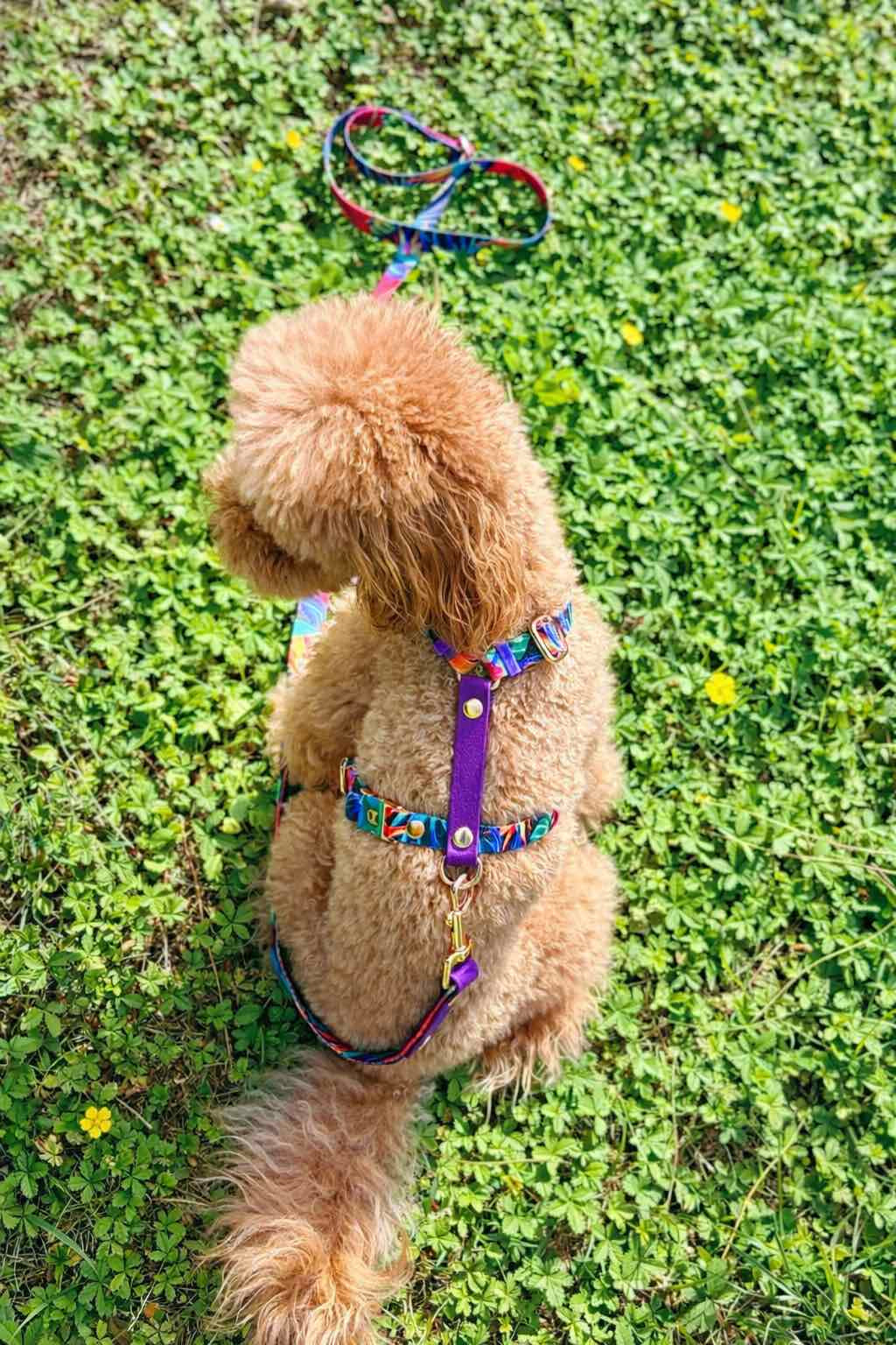 Set Pettorina ad H e Guinzaglio Garden per Cane | DIXY'S DixyStore