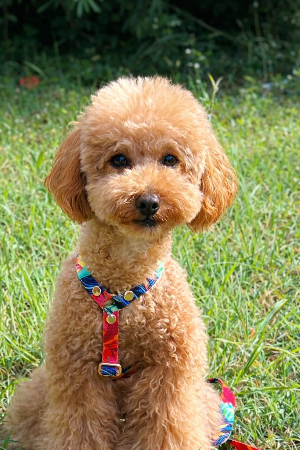 Set Pettorina ad H e Guinzaglio Garden per Cane | DIXY'S DixyStore