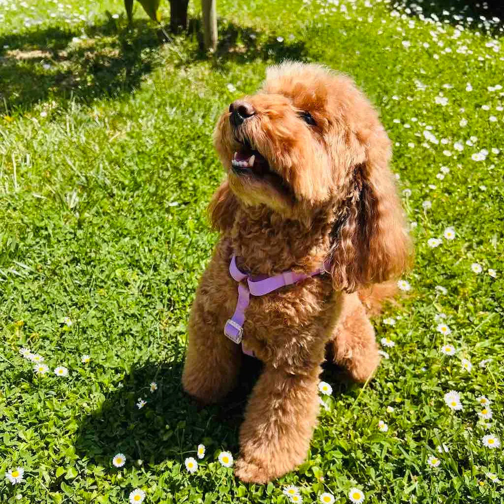 Pettorina ad H per Cane in Biothane® Impermeabile e Regolabile DixyStore