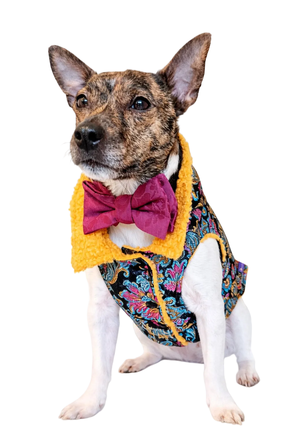 Cappotto per Cane Raffinato in Broccato Mod. Oriente | Dventotto® DixyStore
