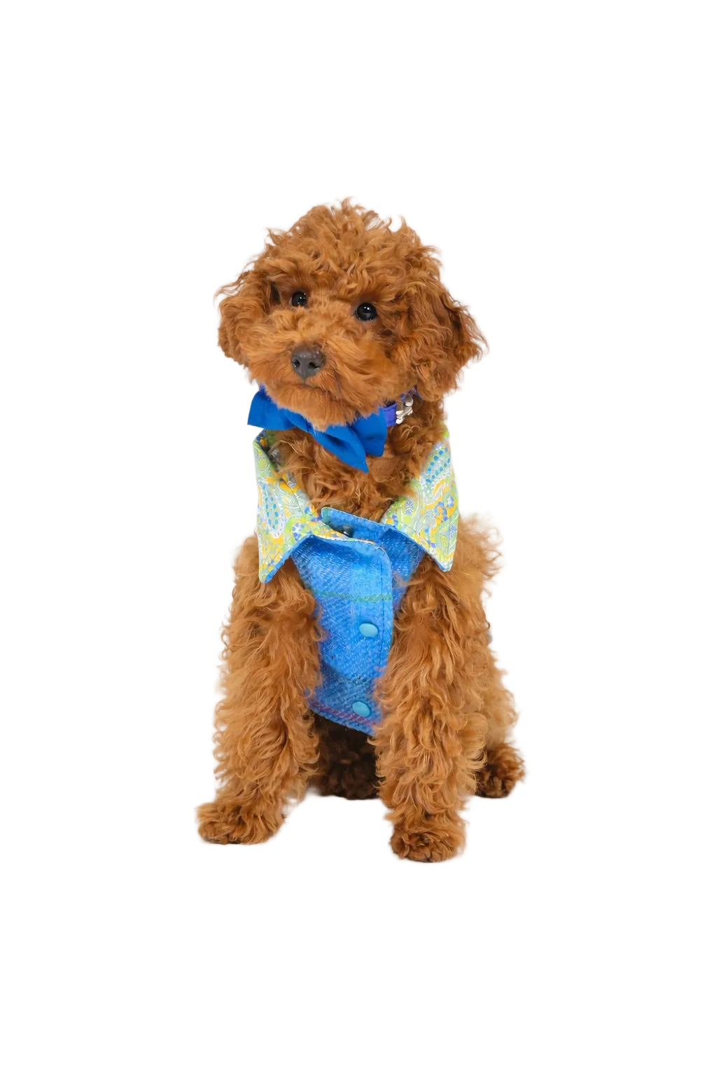 Cappotto per Cane Hebrides Blu in lana Harris Tweed® | Dventotto® DixyStore