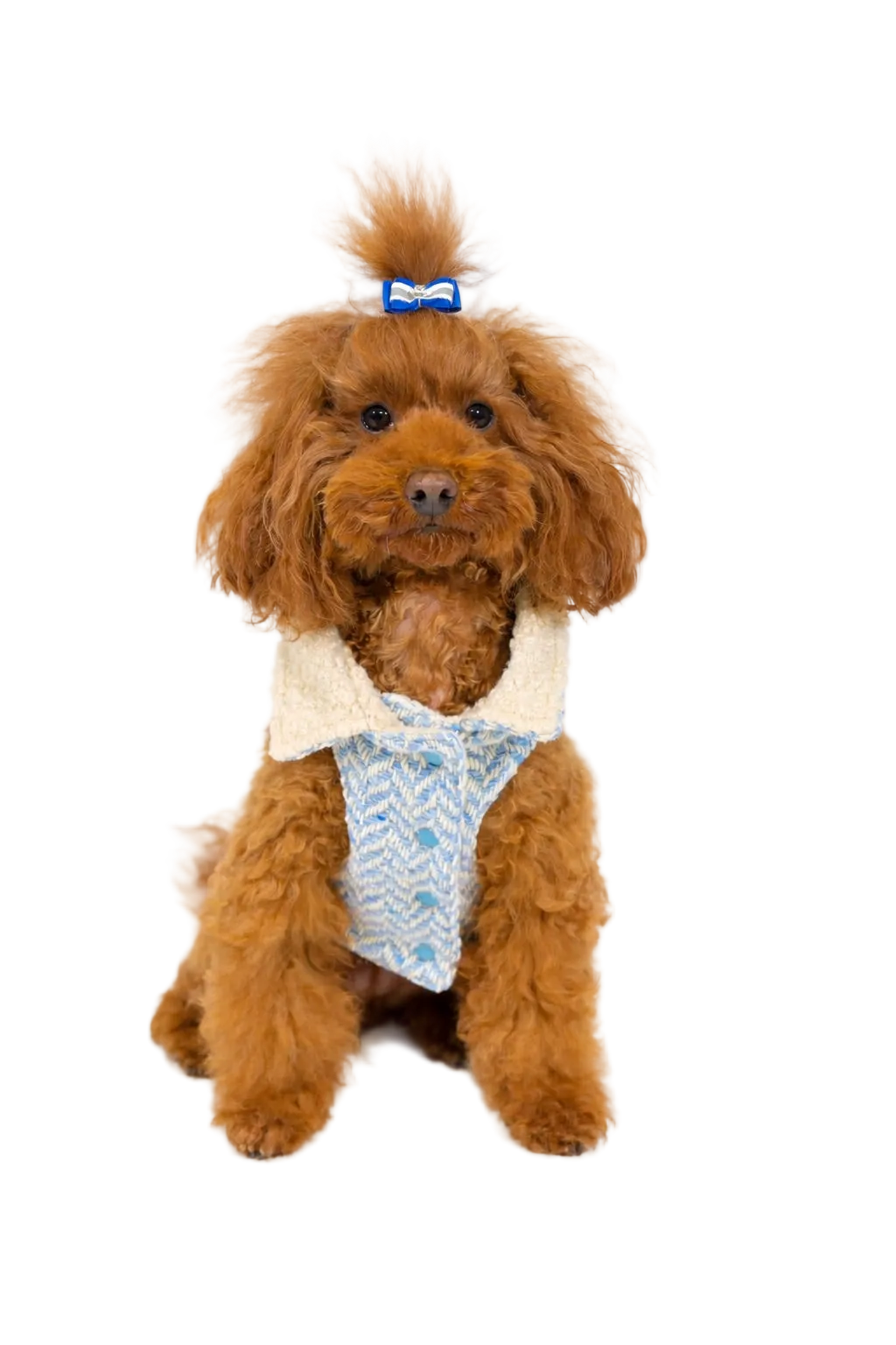 Cappotto per cane Roma in tweed spinato | Dventotto® DixyStore