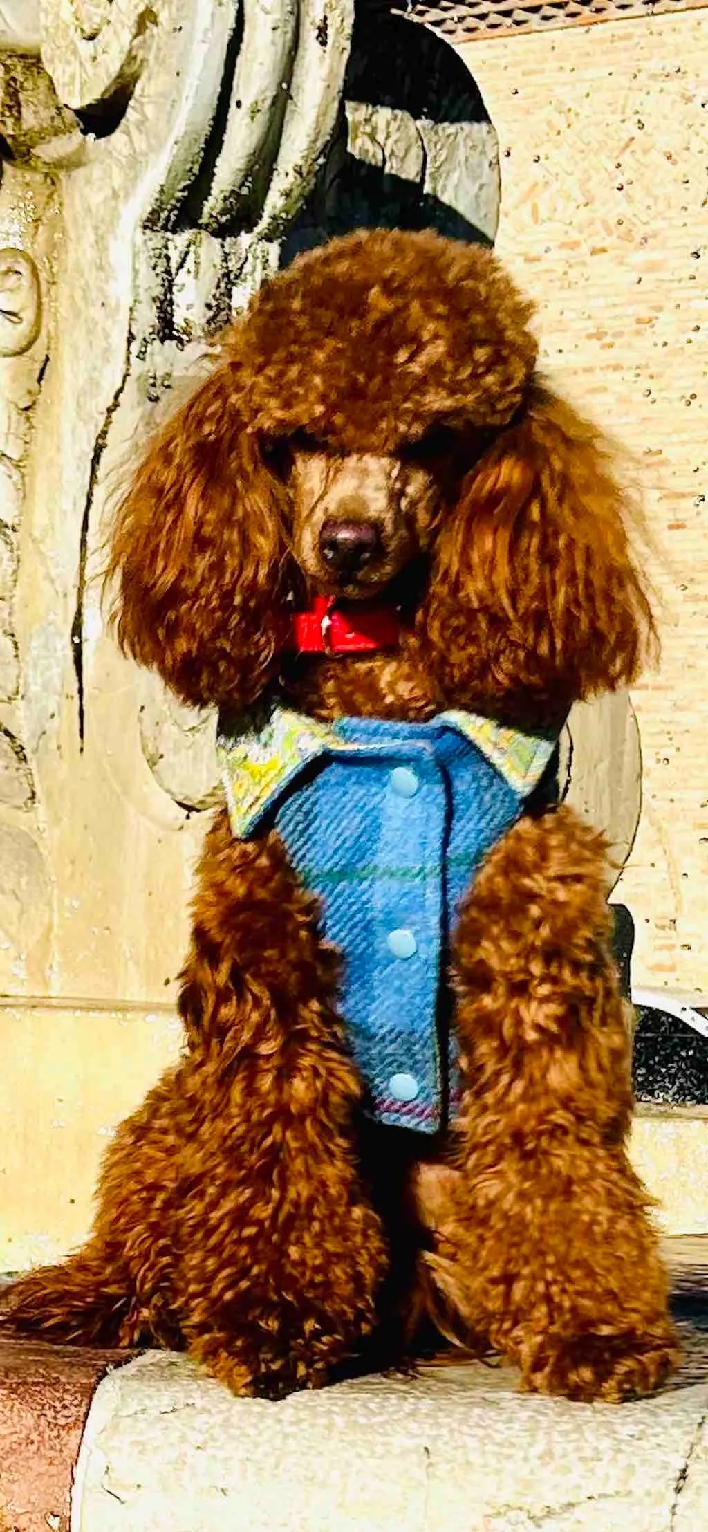 Cappotto per Cane Hebrides Blu in lana Harris Tweed® | Dventotto® DixyStore