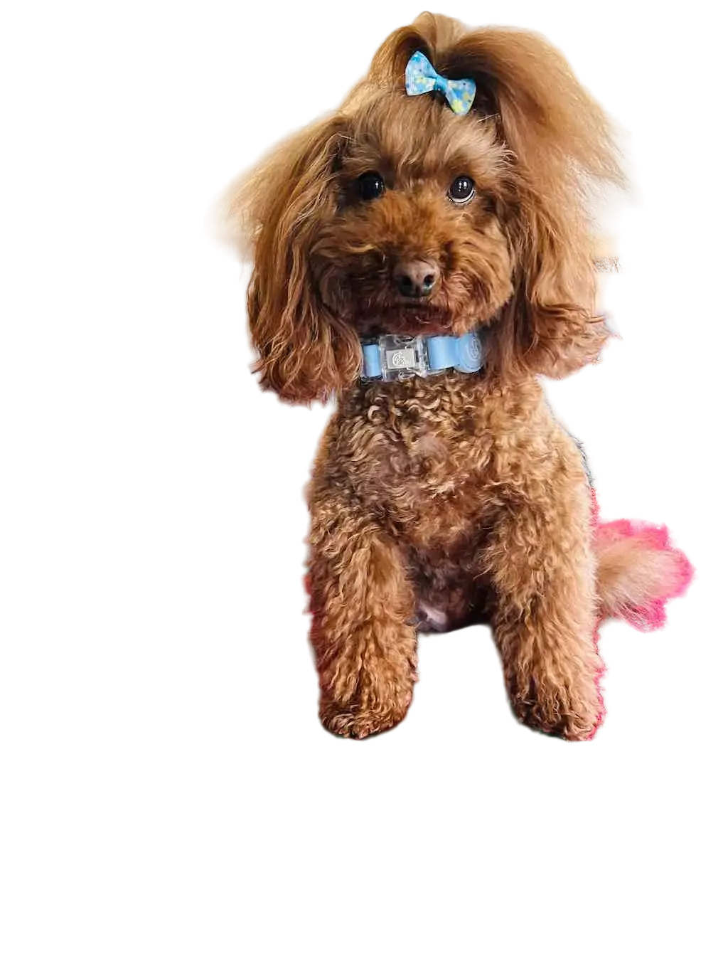 Collare per Cane in Biothane® Impermeabile e Regolabile DixyStore