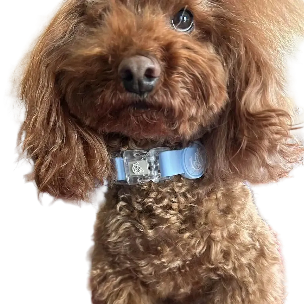 Collare per Cane in Biothane® Impermeabile e Regolabile DixyStore