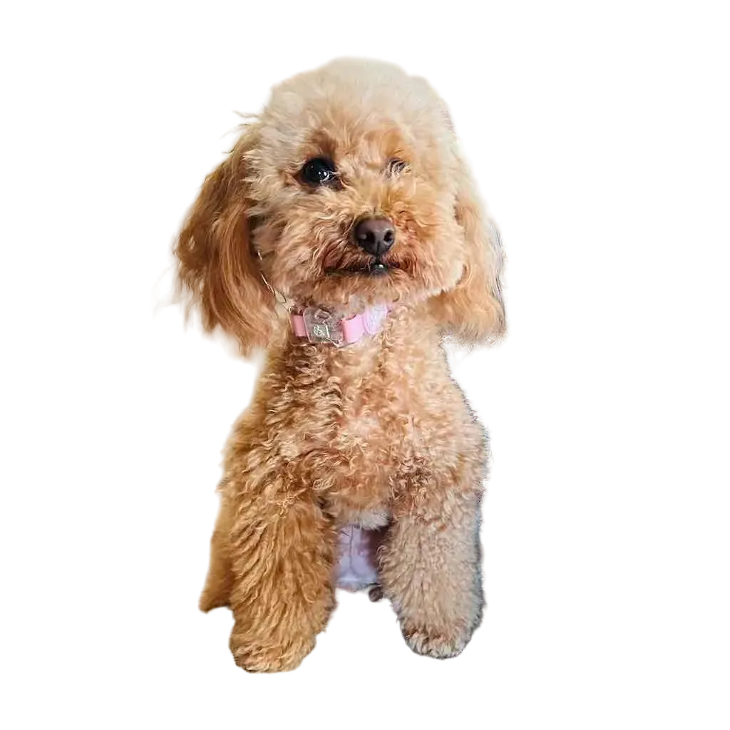 Collare per Cane in Biothane® Impermeabile e Regolabile DixyStore