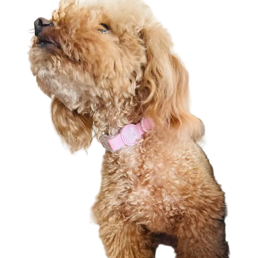 Collare per Cane in Biothane® Impermeabile e Regolabile DixyStore
