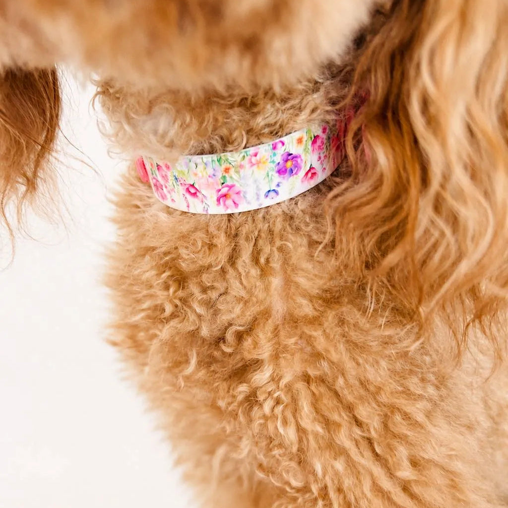 Set Collare e Guinzaglio Fiori Rosa per Cane in BioThane® Impermeabile e Regolabile | DIXY'S (Copia) DixyStore