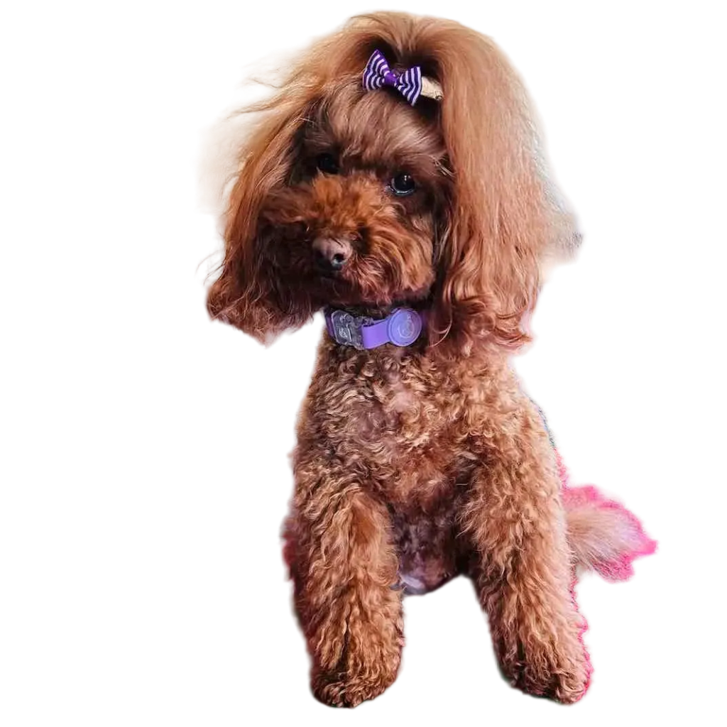 Collare per Cane in Biothane® Impermeabile e Regolabile DixyStore