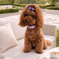 Collare per Cane in Biothane® Impermeabile e Regolabile DixyStore