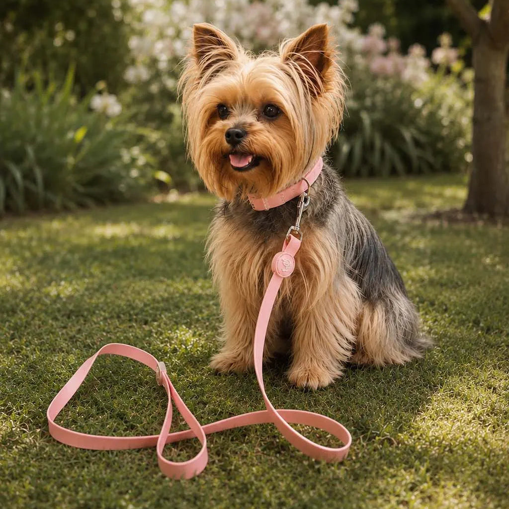 Set Collare e Guinzaglio ROSA in Biothane® per Cane | DIXY'S DixyStore