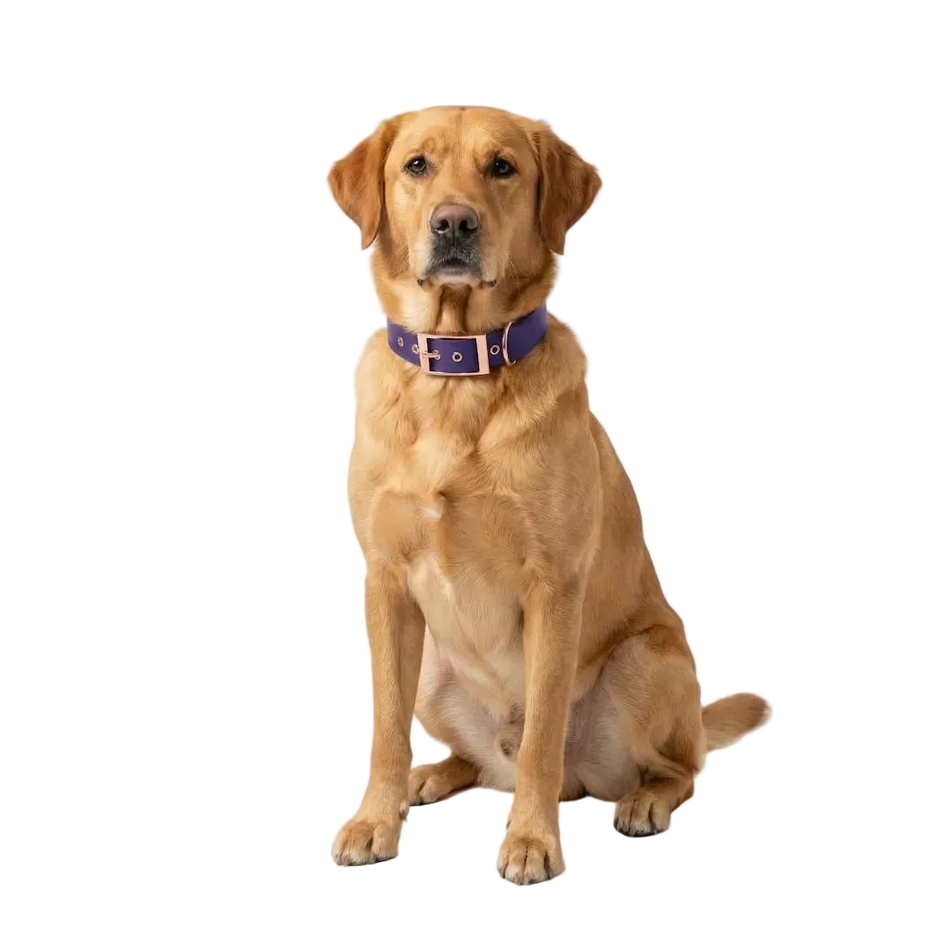 Collare per Cane Garden – Resistente e Regolabile per Uso Quotidiano DixyStore