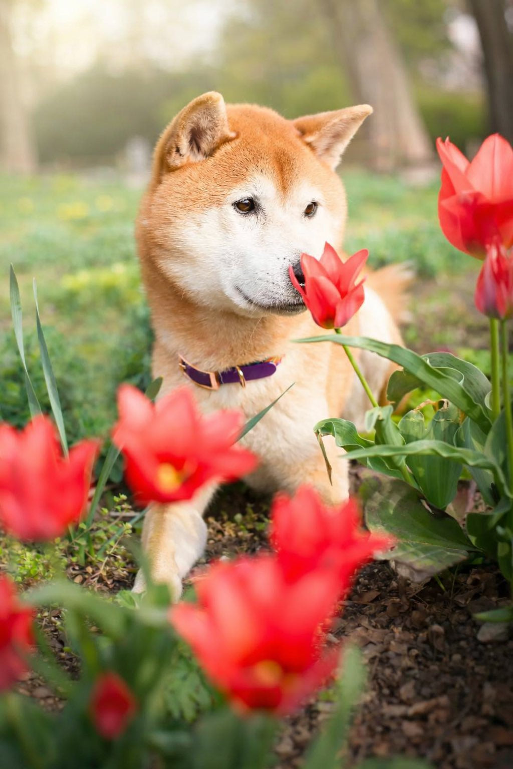 Collare per Cane Garden – Resistente e Regolabile per Uso Quotidiano DixyStore