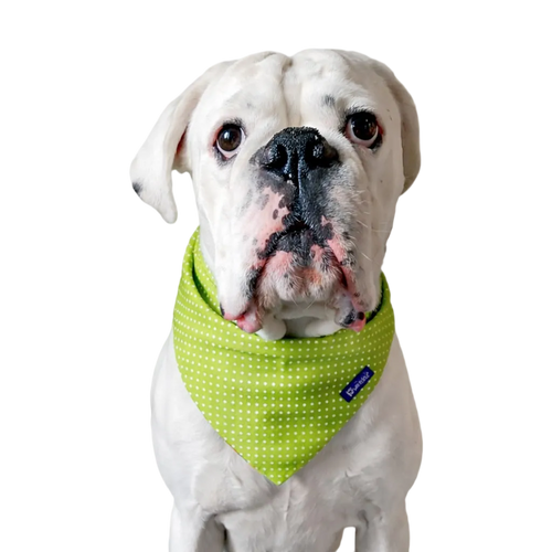 Bandana Reversibile per Cane in Cotone Blocks e Pois Made in Italy | Dventotto® DixyStore