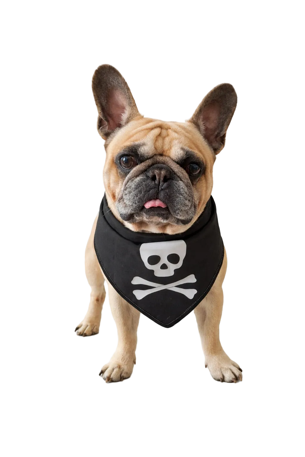 Bandana per Cane Jolly Roger con Bordo Satinato Made in Italy | Dventotto® DixyStore