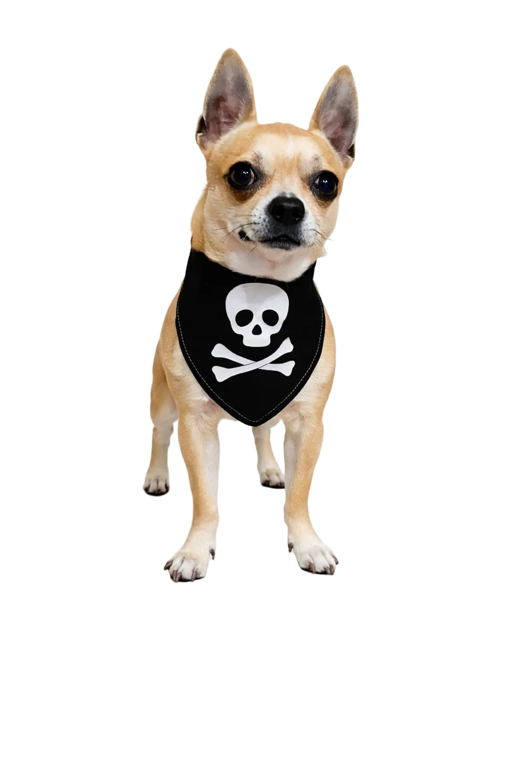 Bandana per Cane Jolly Roger con Bordo Satinato Made in Italy | Dventotto® DixyStore