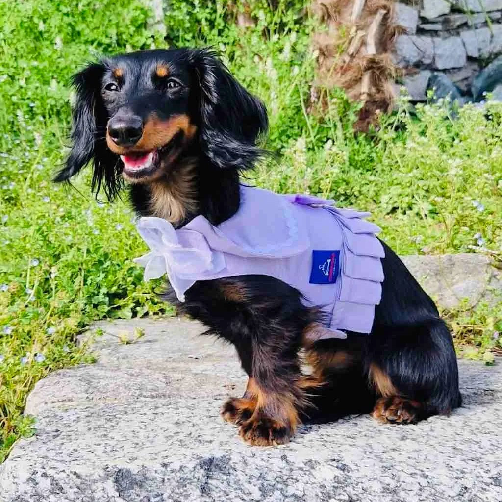 Vestito pettorina per cane stile marinaio | DIXY'S DixyStore