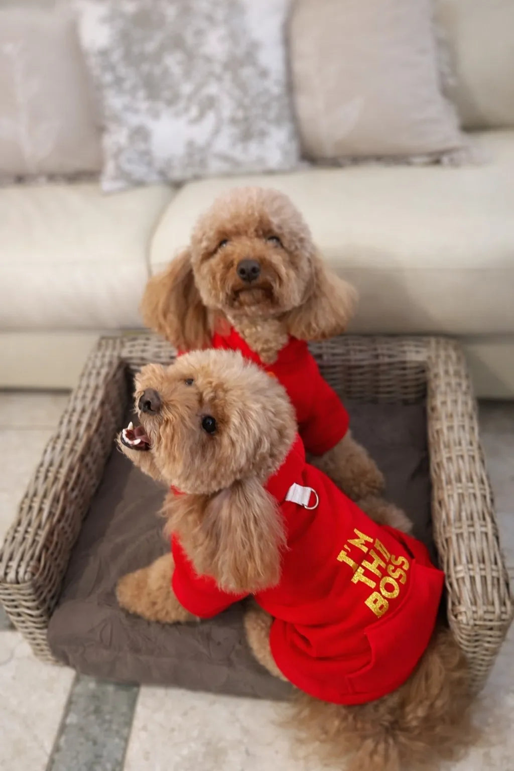 Felpa Cane con Cappuccio “I’m the Boss” | DIXY'S DixyStore