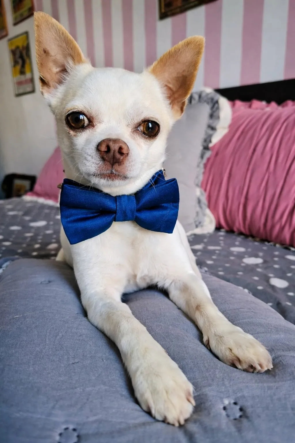 Papillon per Cane in Tessuto Damascato Italiano Fatto a Mano | DIXY'S DixyStore