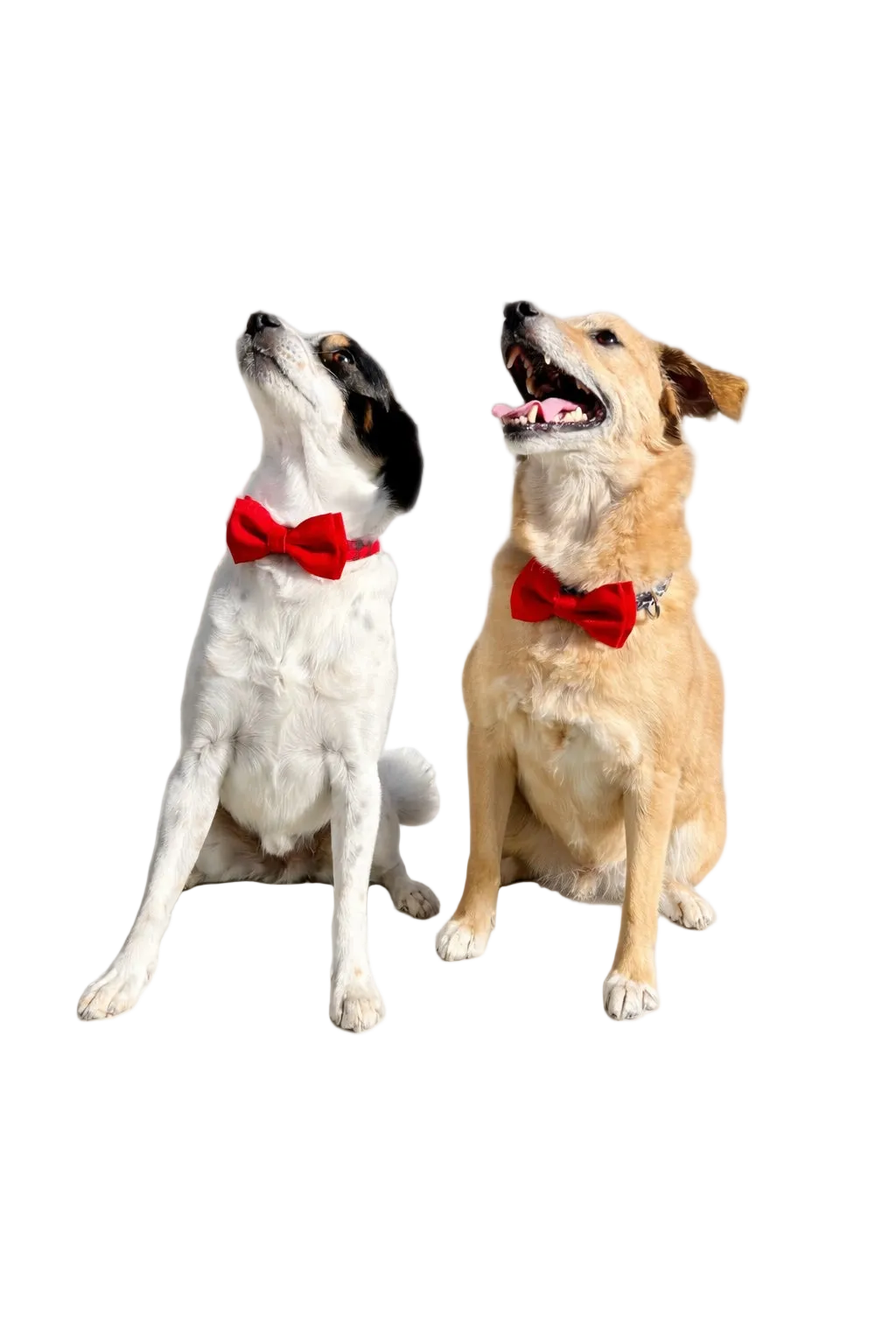 Papillon per Cane in Tessuto Damascato Italiano Fatto a Mano | DIXY'S DixyStore