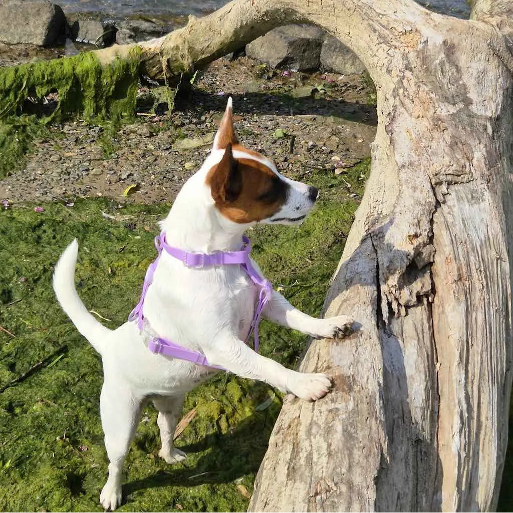 Pettorina ad H per Cane in Biothane® Impermeabile e Regolabile DixyStore