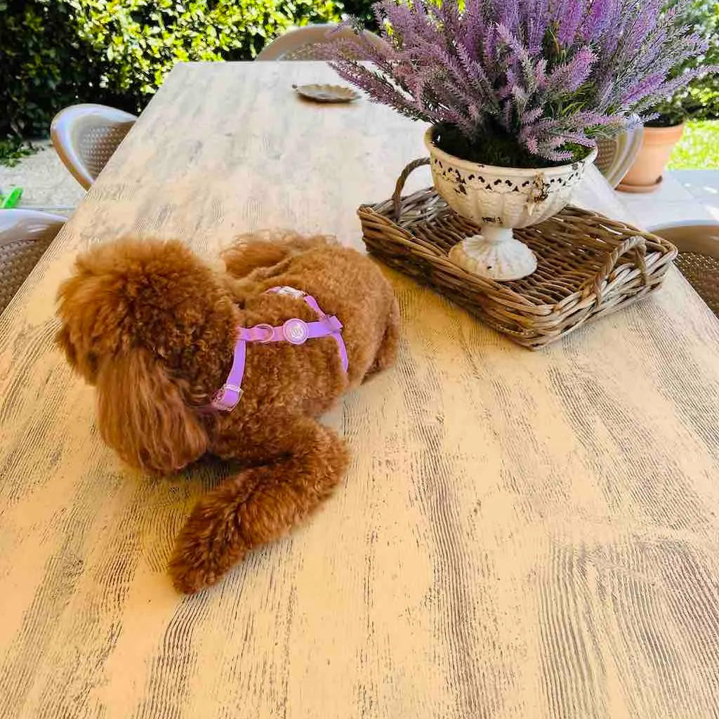 Pettorina ad H per Cane in Biothane® Impermeabile e Regolabile DixyStore