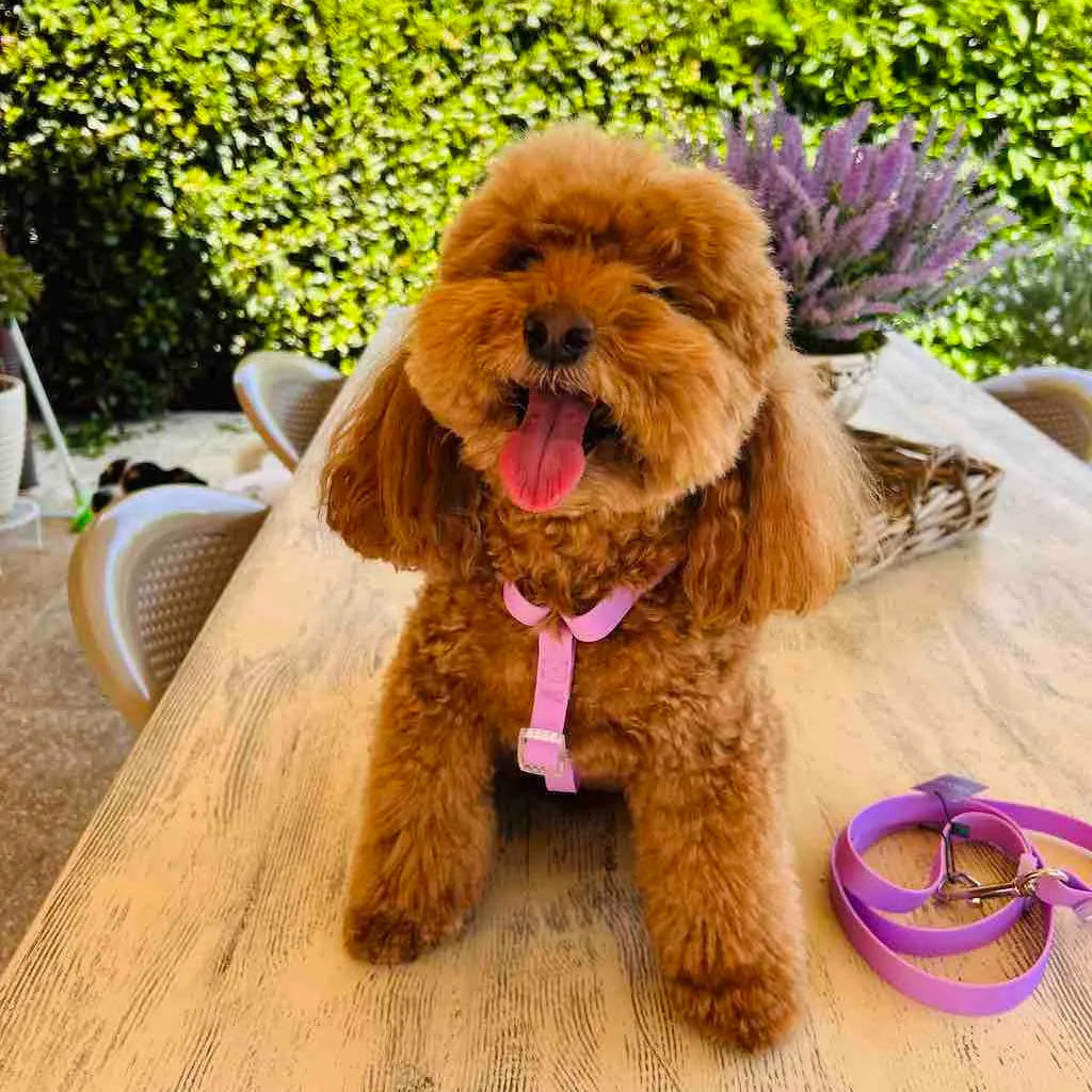 Set Pettorina ad H e Guinzaglio in Biothane® per Cane | DIXY'S DixyStore
