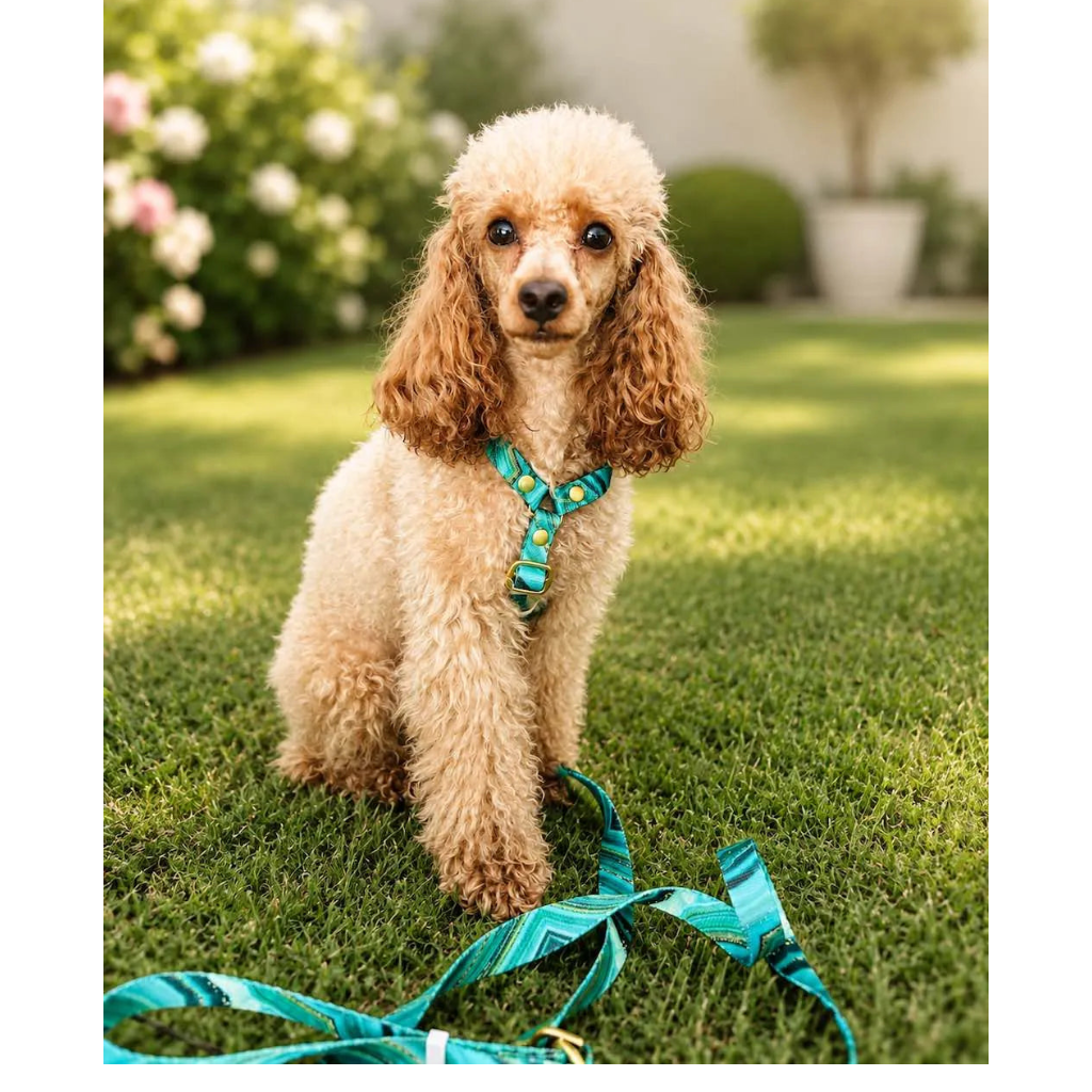 Set Pettorina ad H e Guinzaglio Giada per Cane | DIXY'S DixyStore
